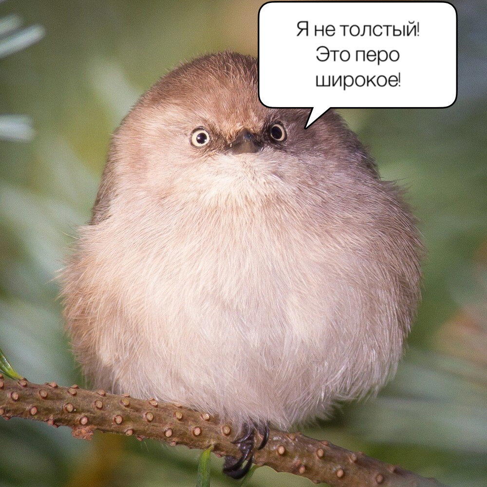 Угадайка по орнитологии. #19