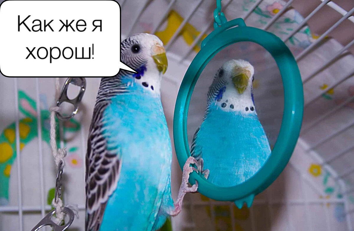 Угадайка по орнитологии. #19
