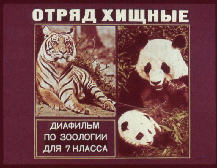 Отряд хищные. Диафильм по зоологии для 7 класса