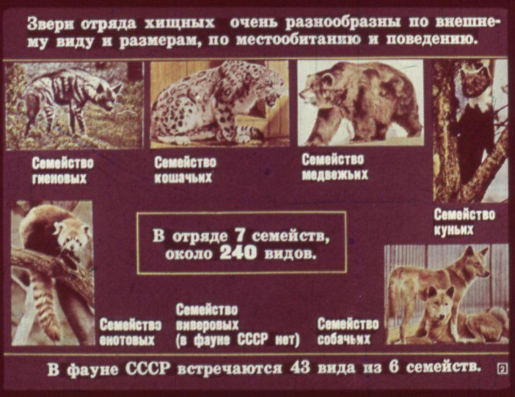 Отряд хищные. Диафильм по зоологии для 7 класса
