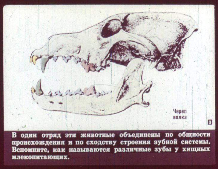 Отряд хищные. Диафильм по зоологии для 7 класса