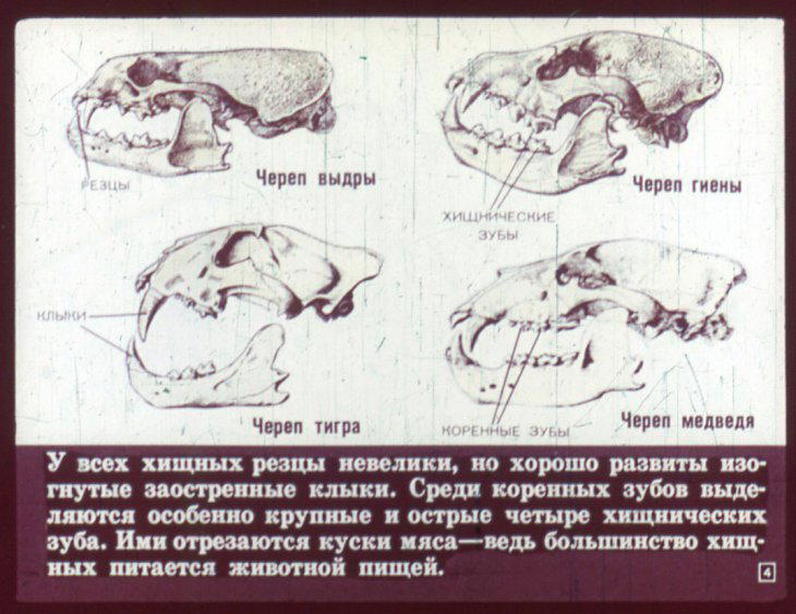 Отряд хищные. Диафильм по зоологии для 7 класса