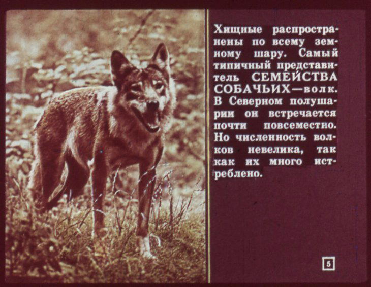 Отряд хищные. Диафильм по зоологии для 7 класса