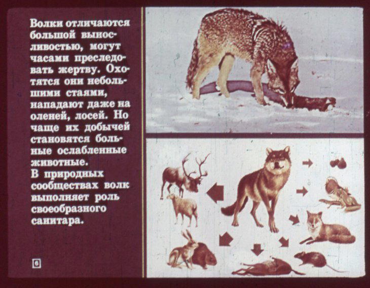 Отряд хищные. Диафильм по зоологии для 7 класса