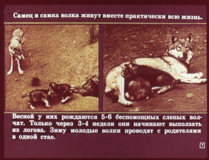 Отряд хищные. Диафильм по зоологии для 7 класса