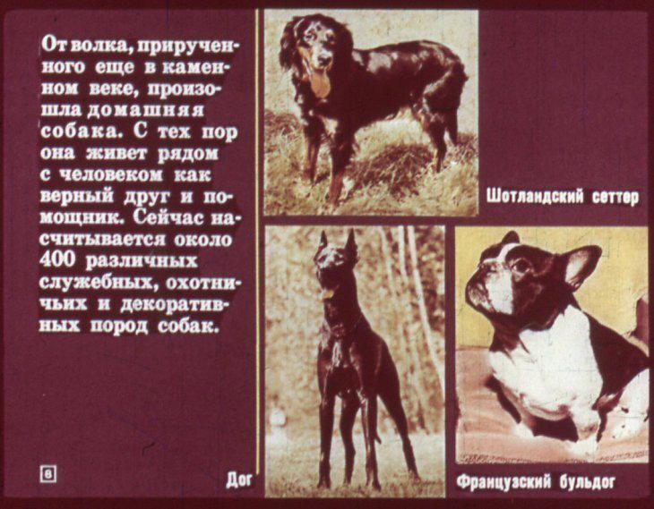 Отряд хищные. Диафильм по зоологии для 7 класса