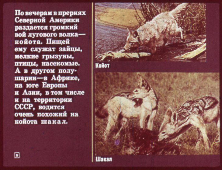 Отряд хищные. Диафильм по зоологии для 7 класса