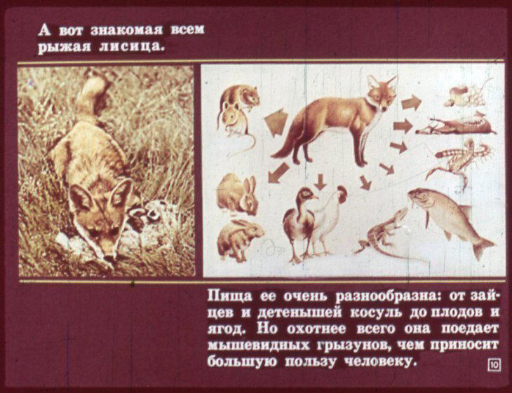 Отряд хищные. Диафильм по зоологии для 7 класса