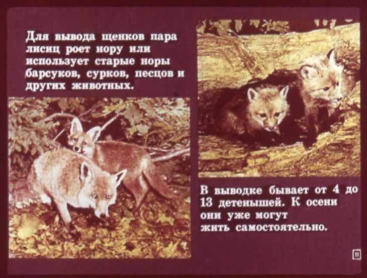 Отряд хищные. Диафильм по зоологии для 7 класса