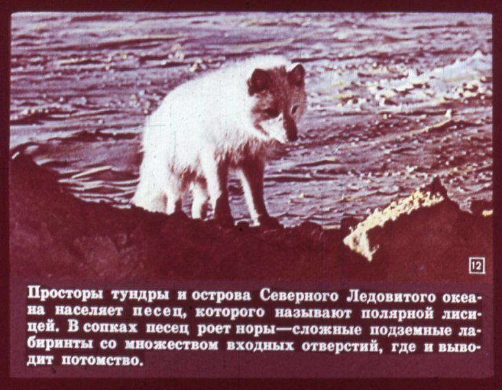 Отряд хищные. Диафильм по зоологии для 7 класса