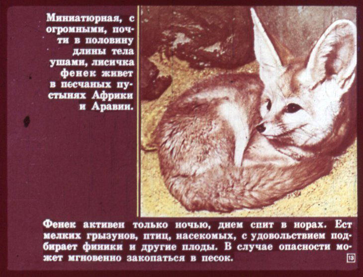 Отряд хищные. Диафильм по зоологии для 7 класса