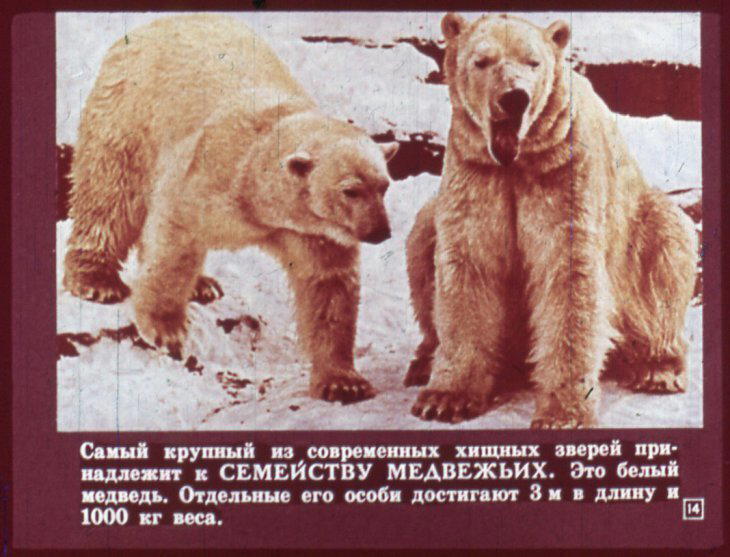 Отряд хищные. Диафильм по зоологии для 7 класса