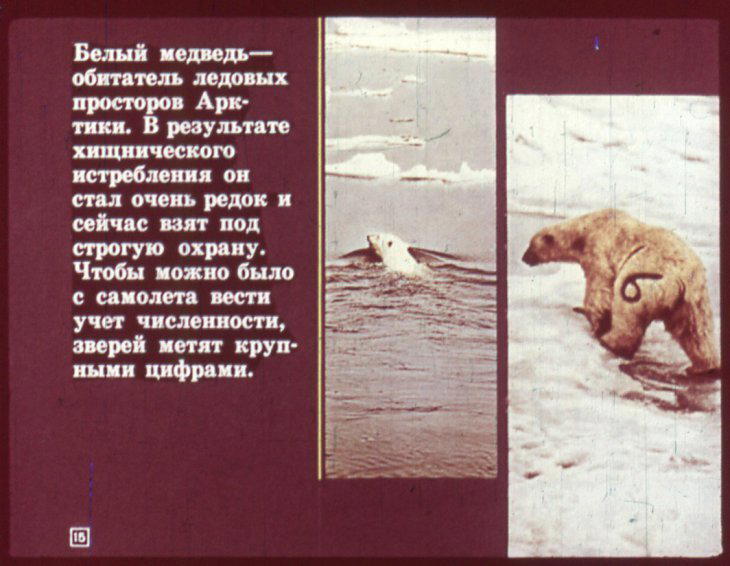 Отряд хищные. Диафильм по зоологии для 7 класса