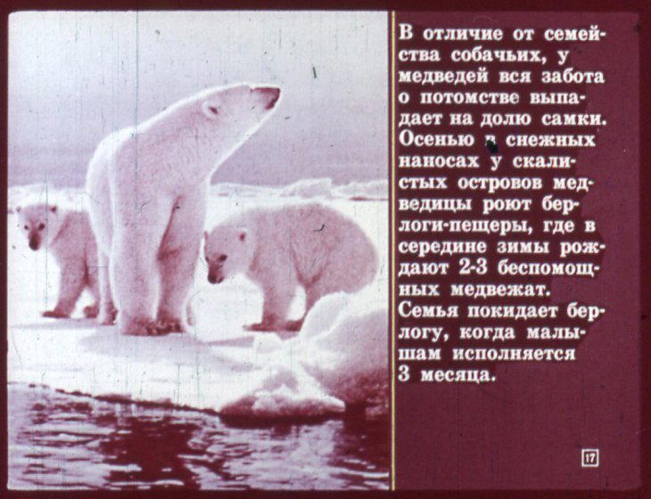 Отряд хищные. Диафильм по зоологии для 7 класса