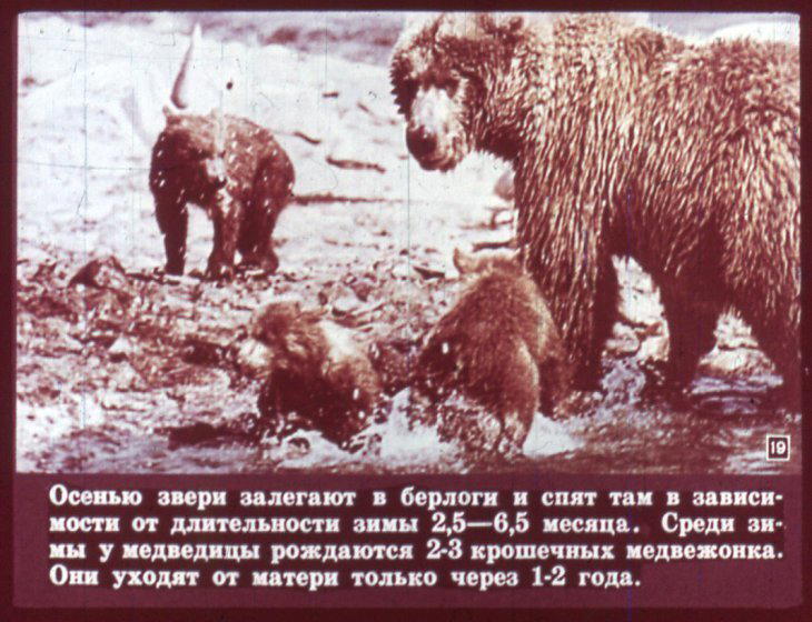 Отряд хищные. Диафильм по зоологии для 7 класса