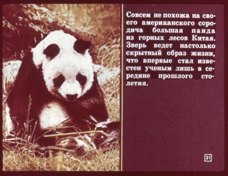 Отряд хищные. Диафильм по зоологии для 7 класса