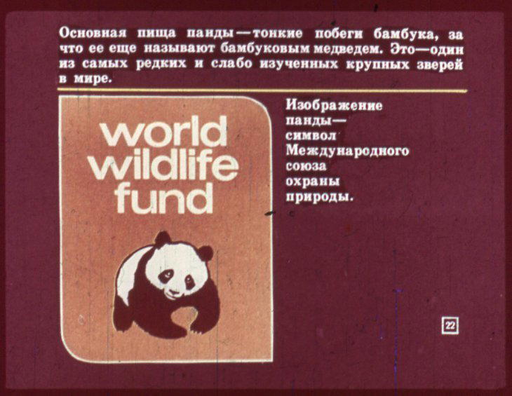Отряд хищные. Диафильм по зоологии для 7 класса