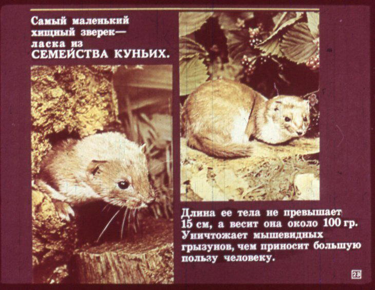 Отряд хищные. Диафильм по зоологии для 7 класса