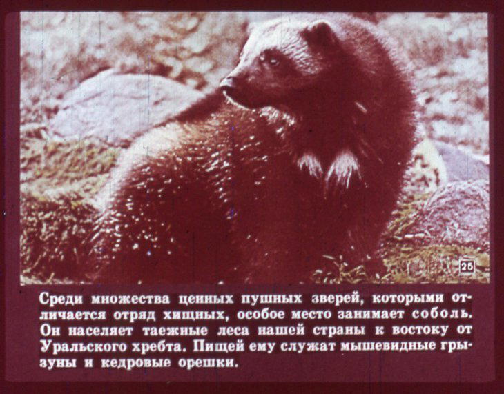 Отряд хищные. Диафильм по зоологии для 7 класса