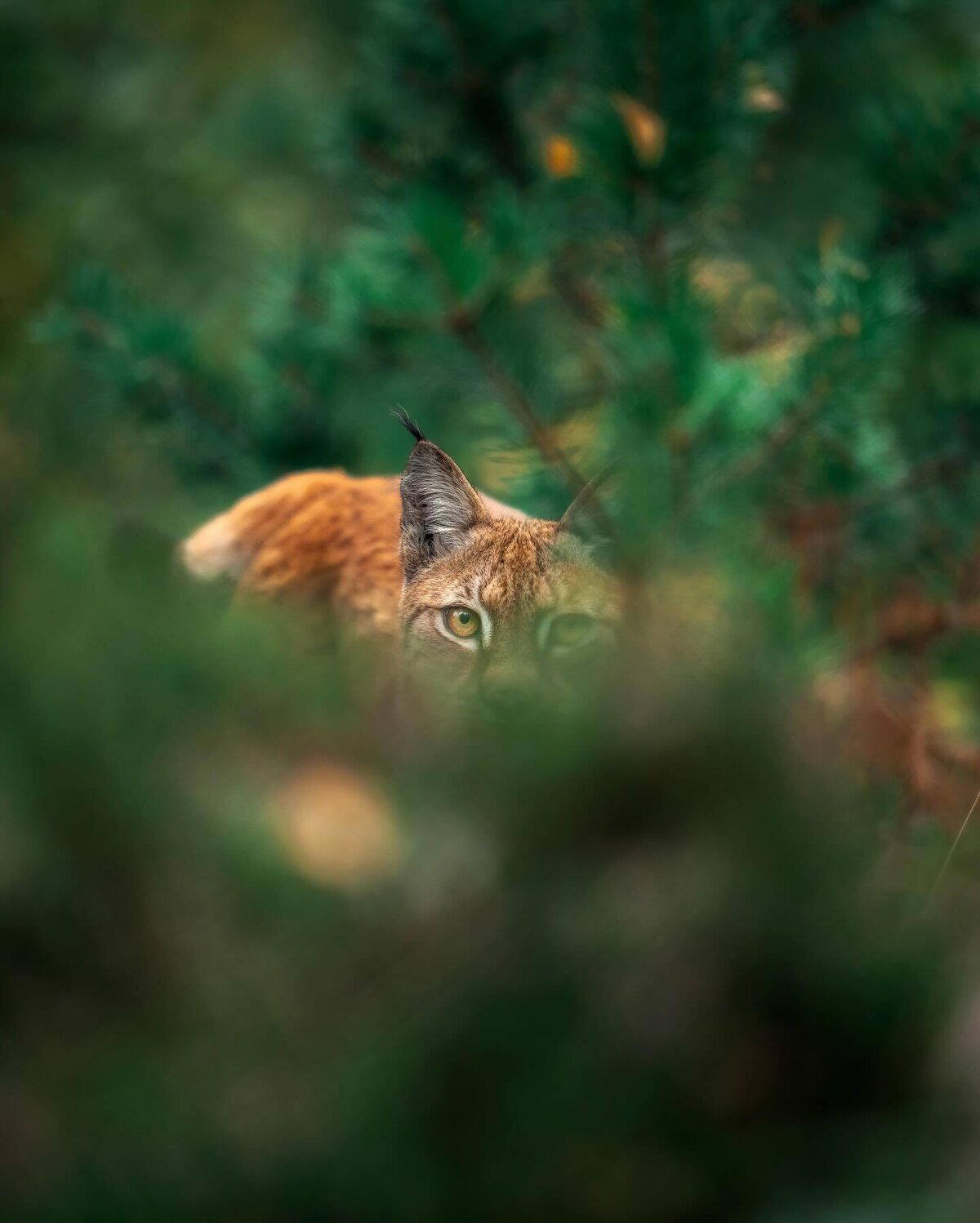 Никакой экзотики. Самая обыкновенная обыкновенная рысь (лат. Lynx lynx)