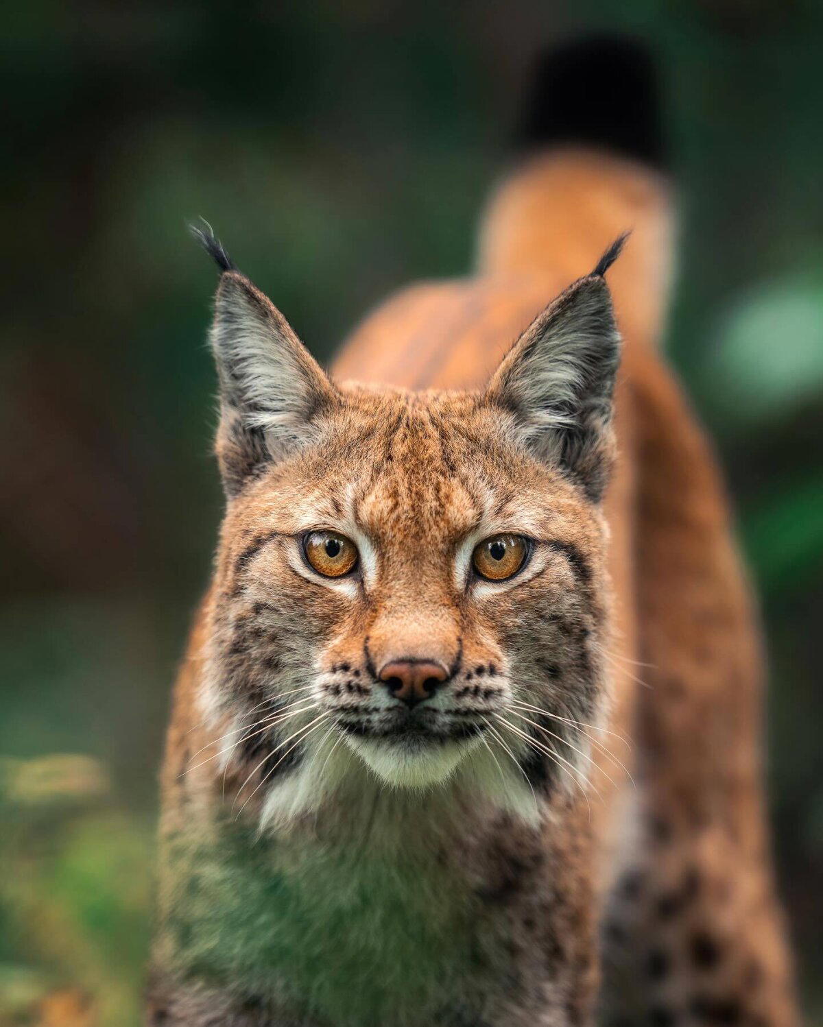 Никакой экзотики. Самая обыкновенная обыкновенная рысь (лат. Lynx lynx)
