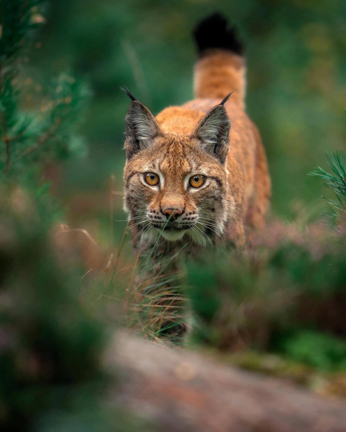 Никакой экзотики. Самая обыкновенная обыкновенная рысь (лат. Lynx lynx)