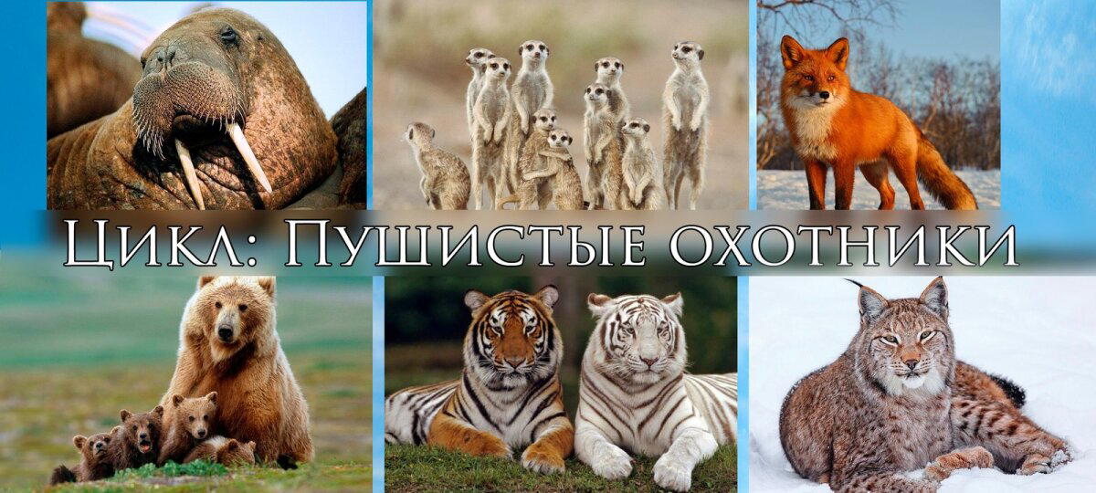 Цикл: Пушистые охотники. Рыси.