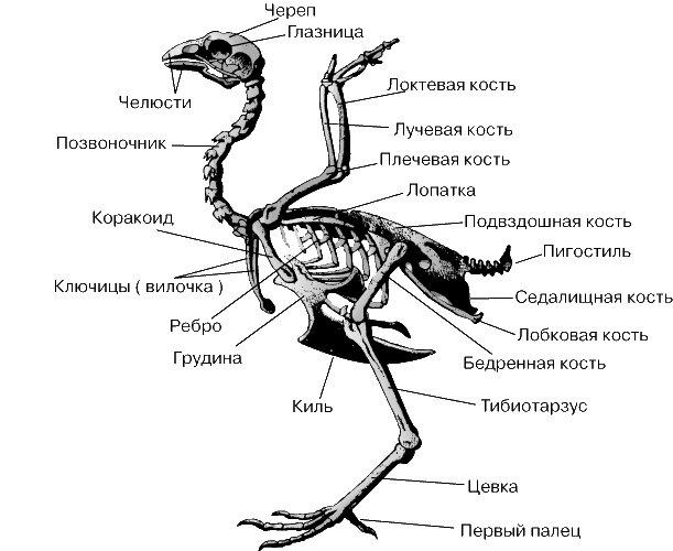 Текодонтная теория: динозавры - братья птиц, а рапторы - потомки?