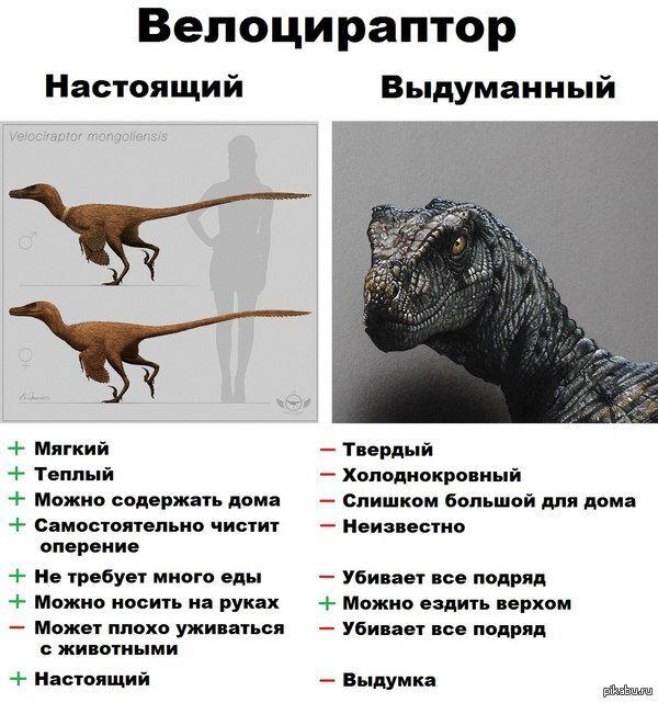 Немного о велоцирапторах.
