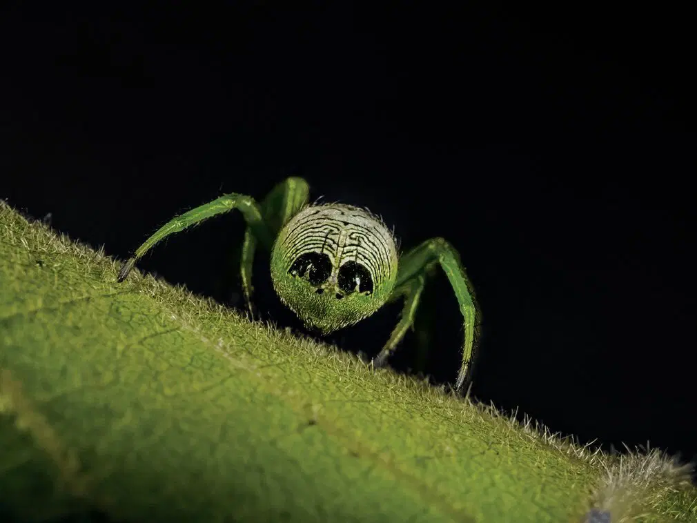 Alien butt spider
