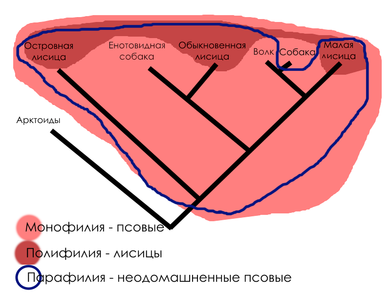 А брат ли ты мне? О сложности биологической систематики на примере псовых