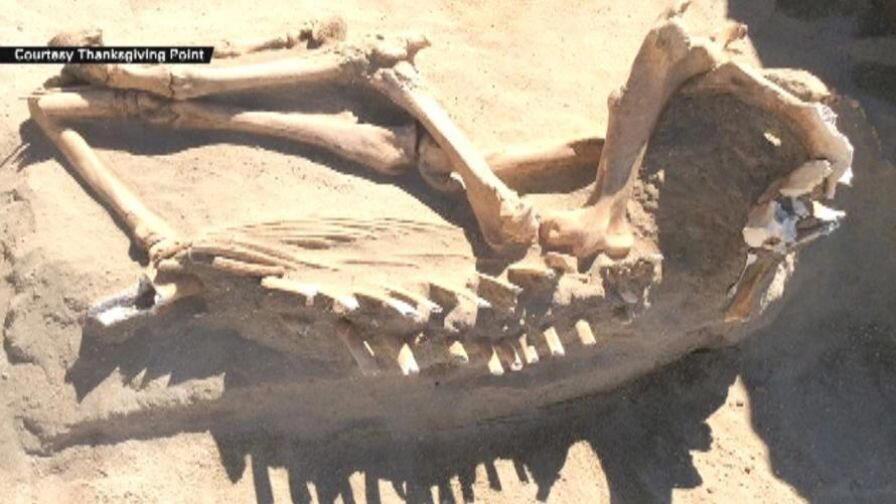 Семья из Юты на заднем дворе нашла древнюю лошадь