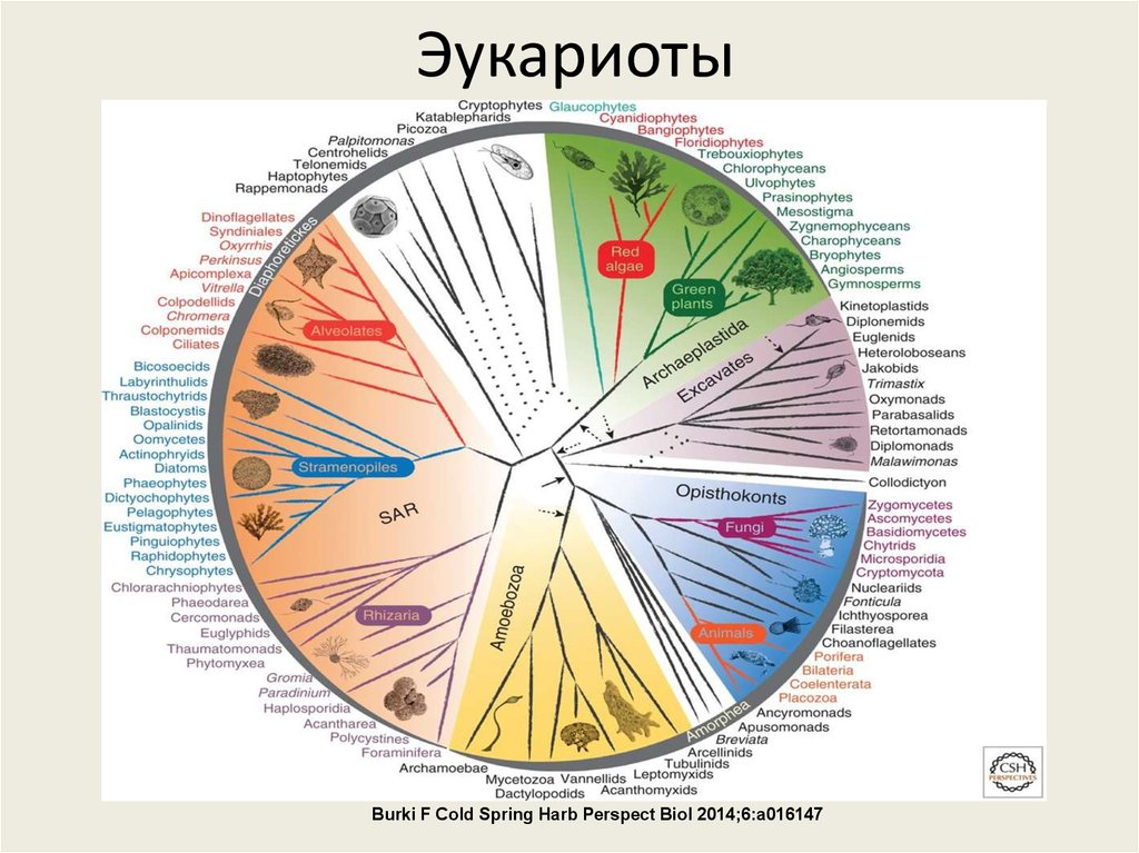 Угадайка по естественным наукам. #20