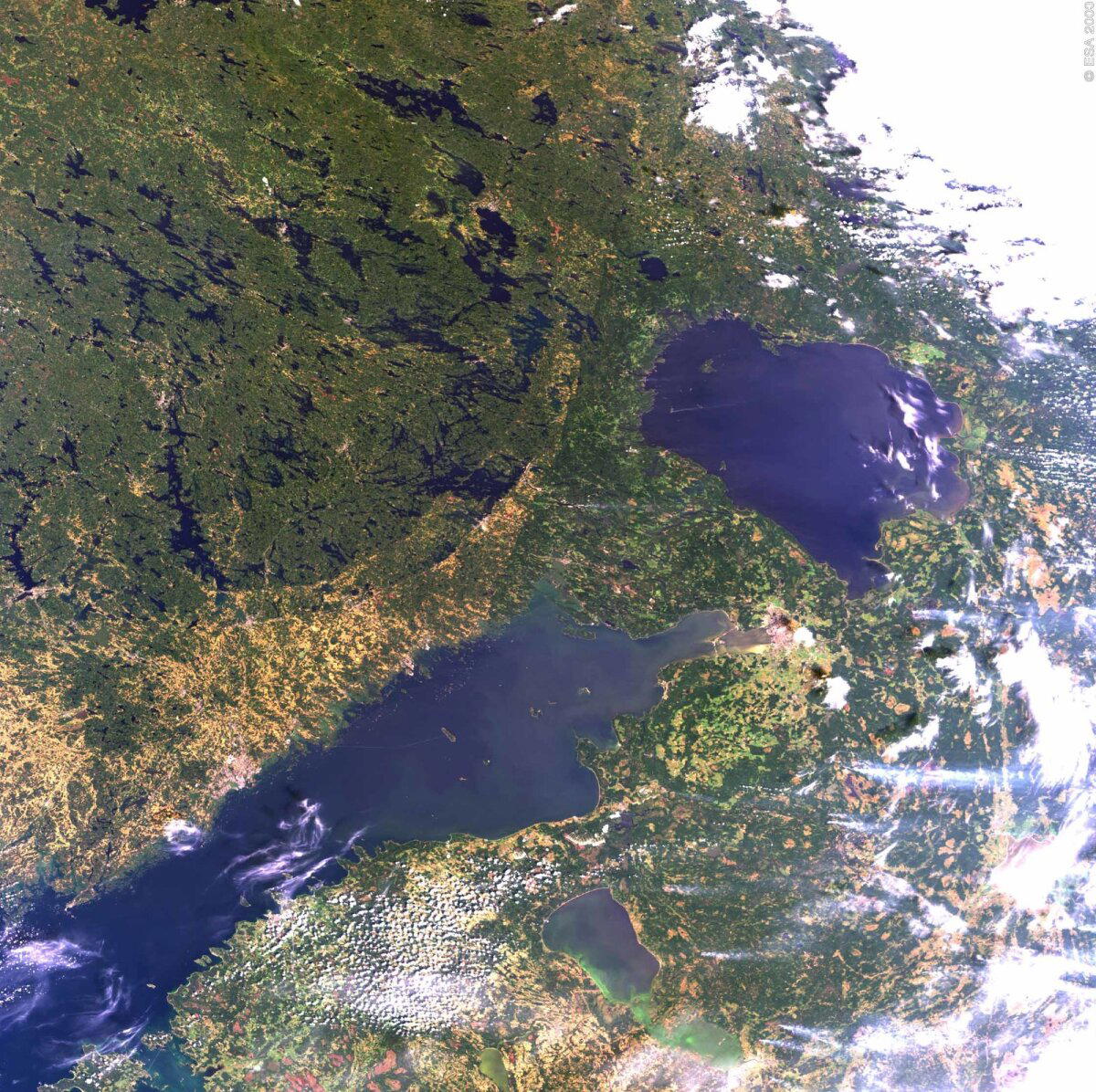 Ладожская нерпа — самое милое создание планеты и гордость Ладоги