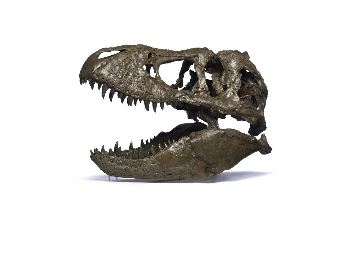 Знаменитый T.Rex. Охотник или падальщик?