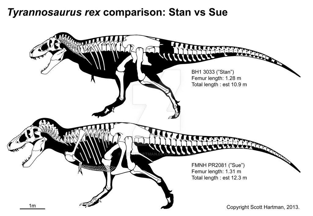 Знаменитый T.Rex. Охотник или падальщик?