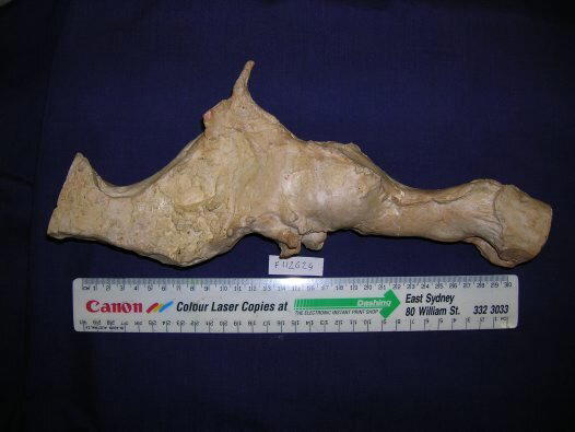 Знаменитый T.Rex. Охотник или падальщик?
