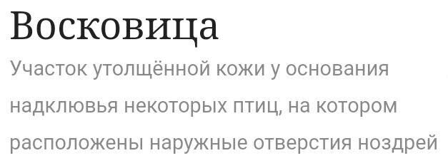 Ника Рыжова-Аленичева об авиационной орнитологии