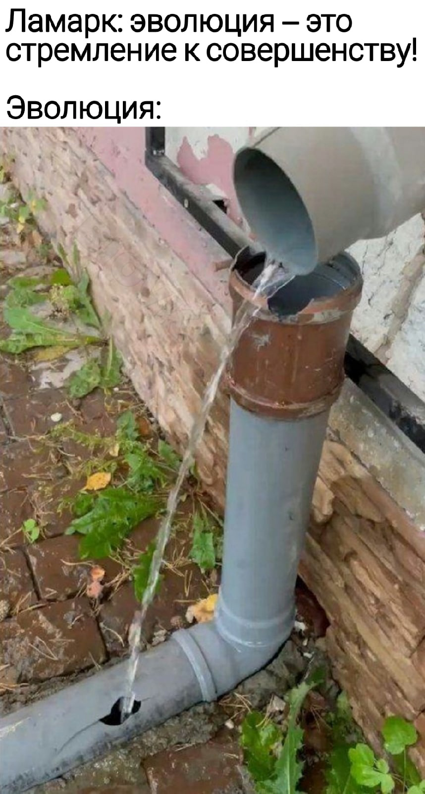 Эволюция: если это тупо, но работает, значит это не тупо!