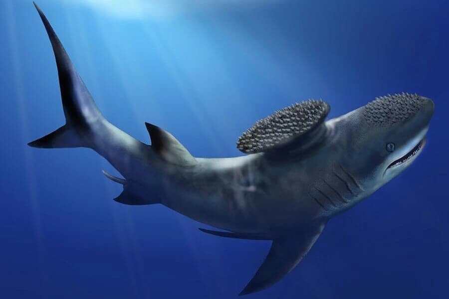 WTF, Evolution?!