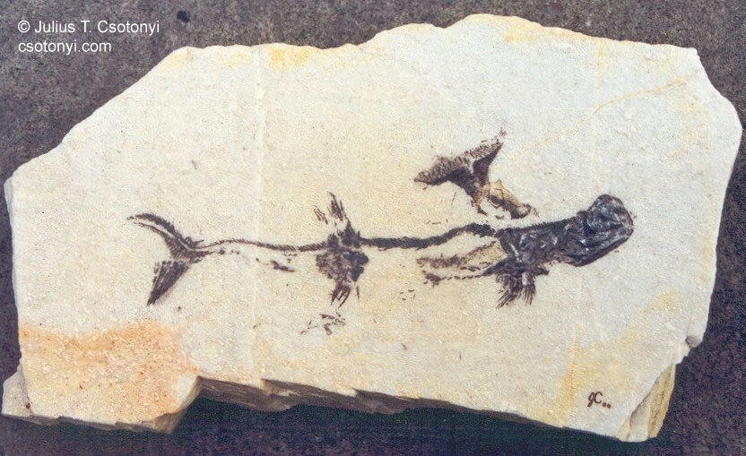 WTF, Evolution?!