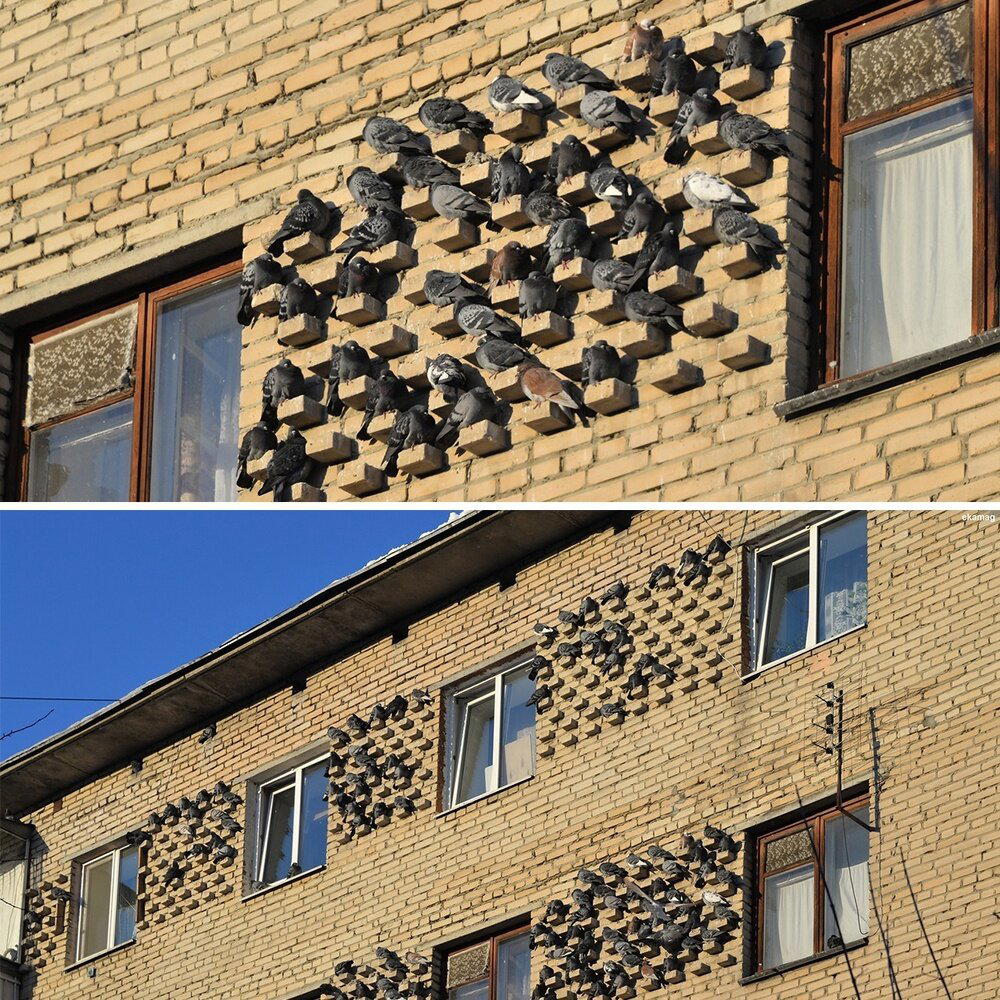 Опасны ли городские голуби для человека?