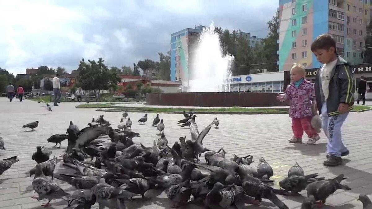 Опасны ли городские голуби для человека?