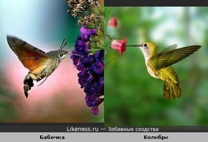 12 доказательств эволюции,...