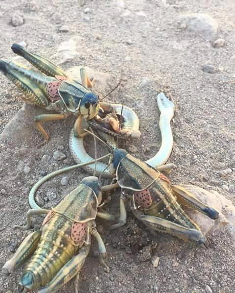 Не зря я боюсь саранчу!