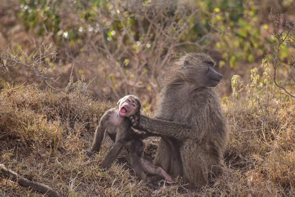 Comedy Wildlife Photography Awards представил шорт-лист финалистов