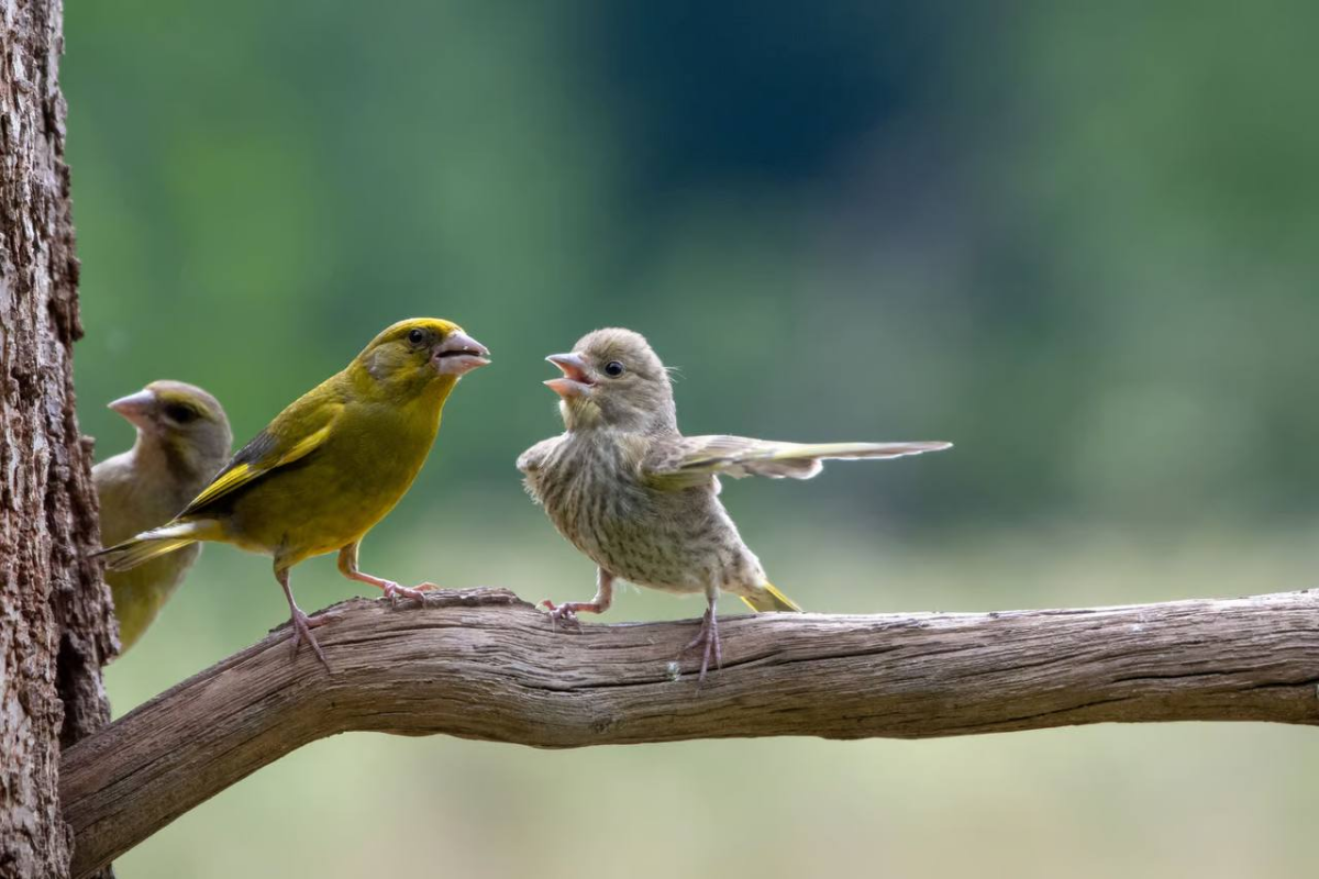 Comedy Wildlife Photography Awards представил шорт-лист финалистов