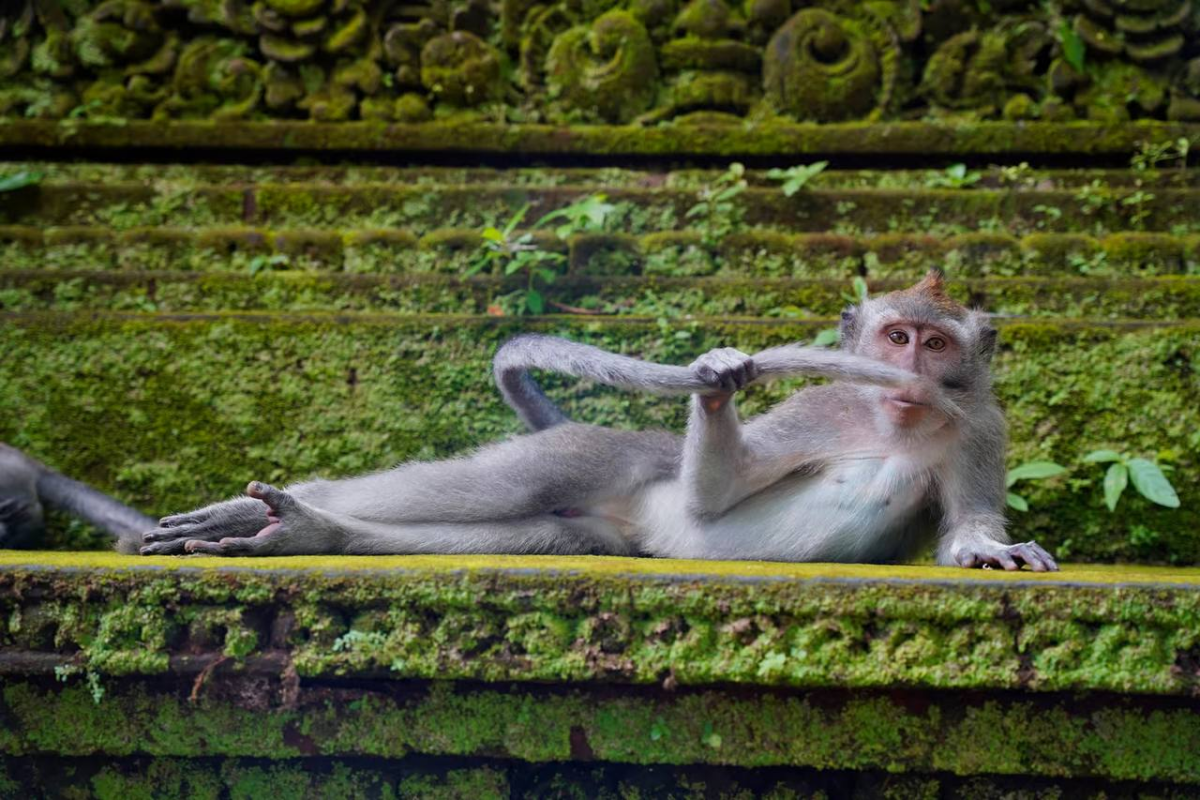 Comedy Wildlife Photography Awards представил шорт-лист финалистов