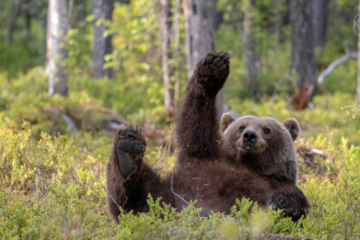Comedy Wildlife Photography Awards представил шорт-лист финалистов