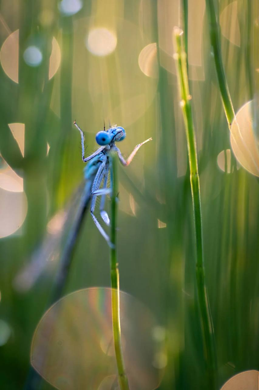 Comedy Wildlife Photography Awards представил шорт-лист финалистов